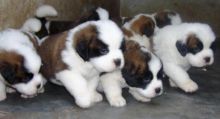Saint Bernard puppies Available.