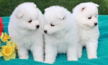 Snow white Samoyed Puppies available