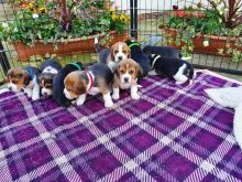 Tri Coloured Beagle Puppies Available