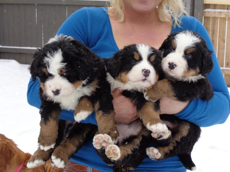 Bernese Mountain Dog - Image eClassifieds4u