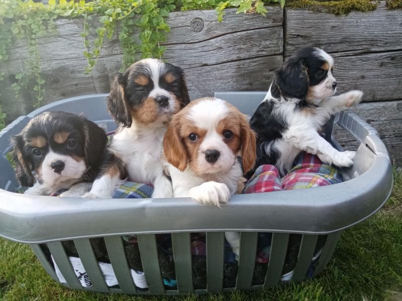 Cavalier king charles spaniel Puppies available Image eClassifieds4u