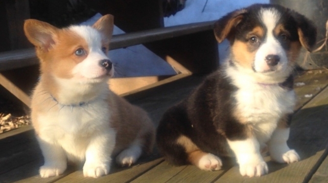 Cute Pembroke Welsh Corgi Puppies Available Image eClassifieds4u