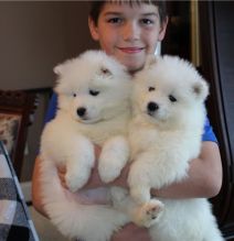 Snow white Samoyed Puppies available Image eClassifieds4U