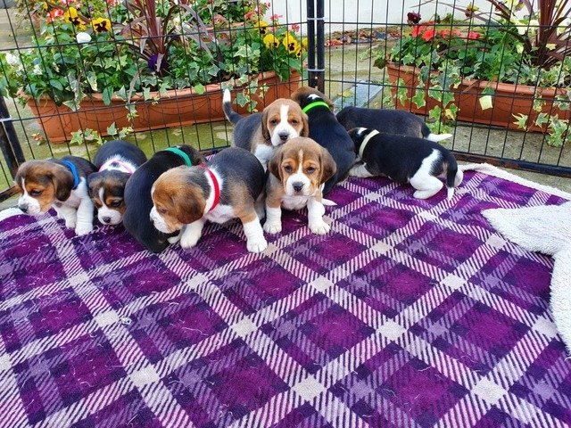 Tri Coloured Beagle Puppies Available Image eClassifieds4u