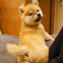 🟥🍁🟥 C.K.C MALE 🐶 FEMALE 🐶 SHIBA INU PUPPIES $650 🟥🍁🟥