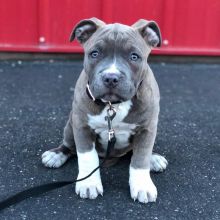Absolutely adorable small loving and smart blue nose pitbull puppies available for re homing