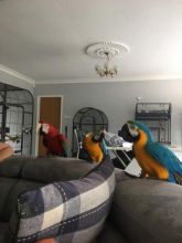 Blue & Gold Macaw parrots /Hyacinth macaw parrots /African grey & atoo parrots available now