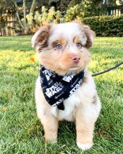 Australian Sheppard puppies, male and female for adoption