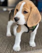 Beagle puppies ready for their new homes