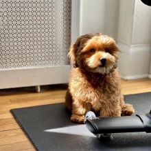 Cavapoo male and female puppies for adoption