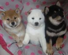 Cute Shiba Inu Puppies available