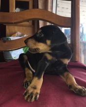 Doberman Pinscher Puppies Available For Good Homes