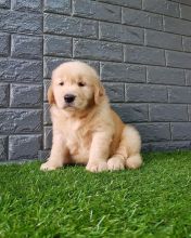 Golden Retriever 