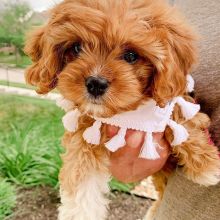 lovely Cavoodle Puppy for a new home