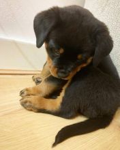 Rottweiler puppies, male and female for adoption