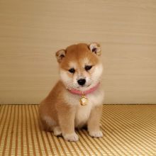 Shiba Inu puppies, male and female for adoption