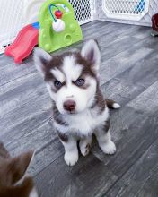 Siberian Husky puppies available in good health condition for new homes