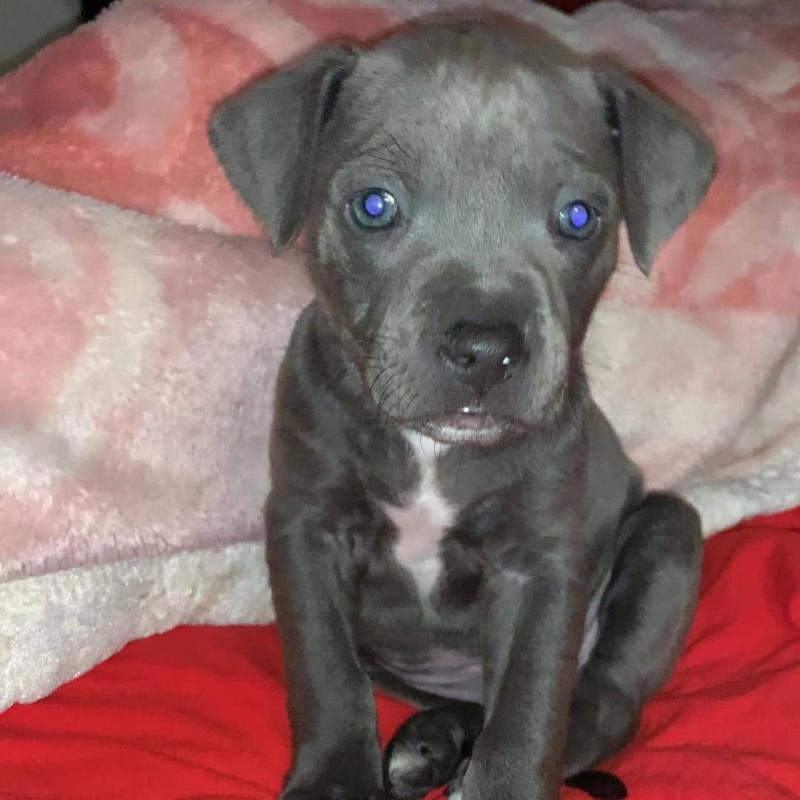 Absolutely adorable small loving and smart blue nose pitbull puppies available for re homing Image eClassifieds4u