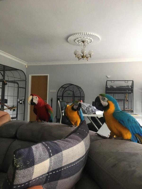 Blue & Gold Macaw parrots /Hyacinth macaw parrots /African grey & atoo parrots available now Image eClassifieds4u
