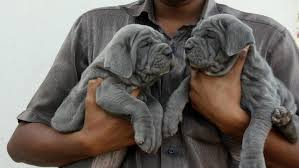 Blue Neapolitan Mastiff puppies Available Image eClassifieds4u