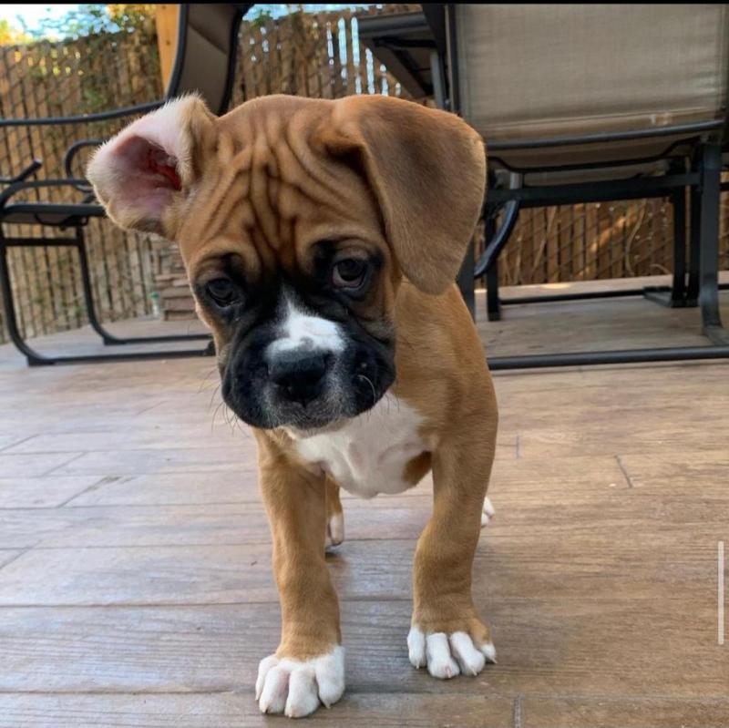 Boxer puppies available fawn ,white ,Black and brindle pups Image eClassifieds4u