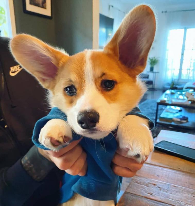 Corgi puppies available in good health condition for new homes Image eClassifieds4u