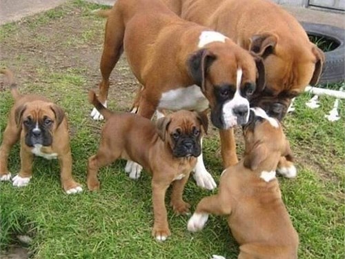 Cute Boxer puppies available, Image eClassifieds4u