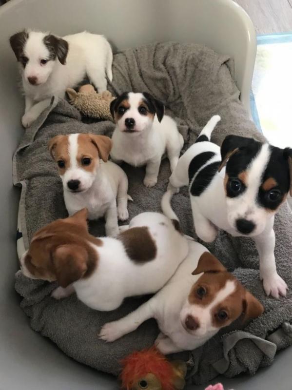 Cute Jack Russell Terrier puppies Available Image eClassifieds4u