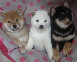 Cute Shiba Inu Puppies available Image eClassifieds4u