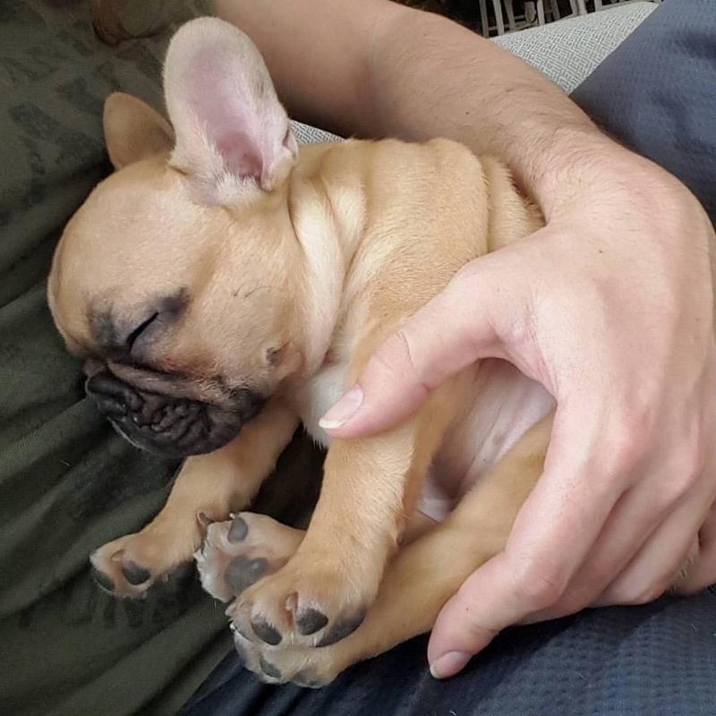 French Bulldog Puppies available, updated on vaccines Image eClassifieds4u