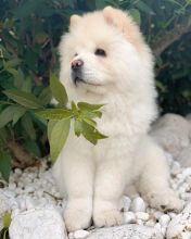 Chow Chow Image eClassifieds4U