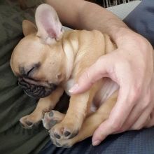 French Bulldog Puppies available, updated on vaccines Image eClassifieds4U