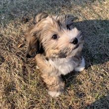 Havanese puppies available in good health condition for new homes Image eClassifieds4U