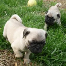 Pug puppies available in good health condition for new homes Image eClassifieds4U