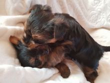 Teacup Yorkie Puppies Available Image eClassifieds4U