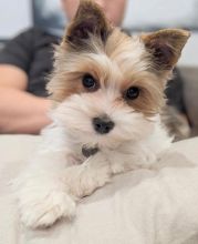 Yorkie puppies for good re homing to interested homes. Image eClassifieds4U
