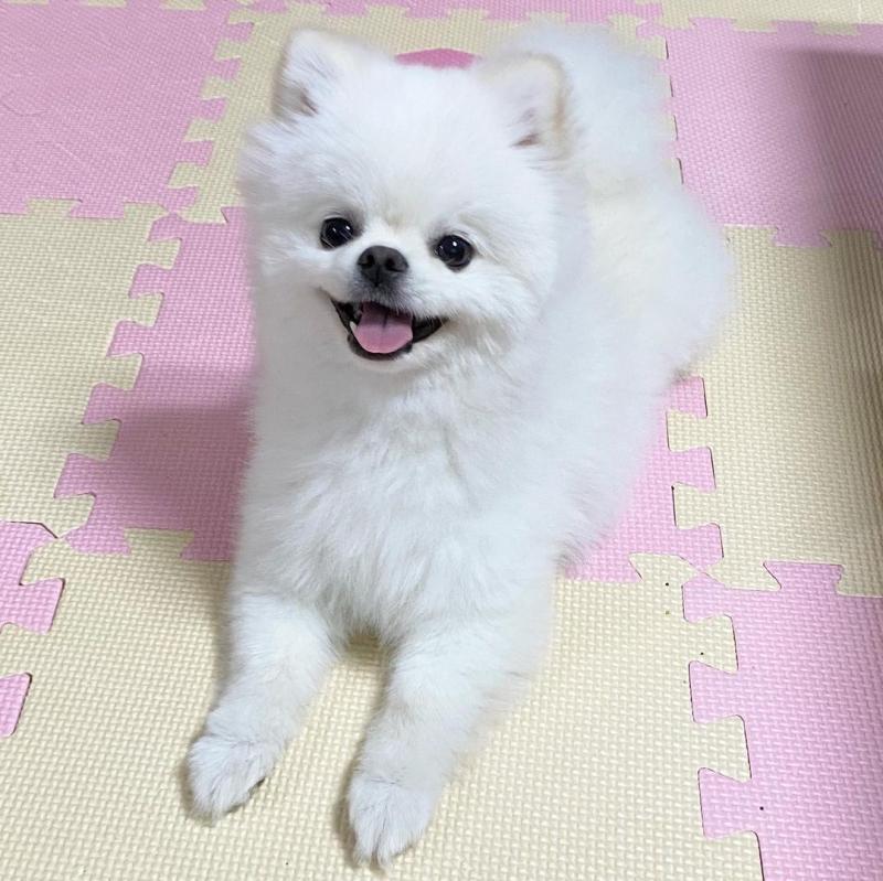 Pomeranian puppies available in good health condition for new homes Image eClassifieds4u