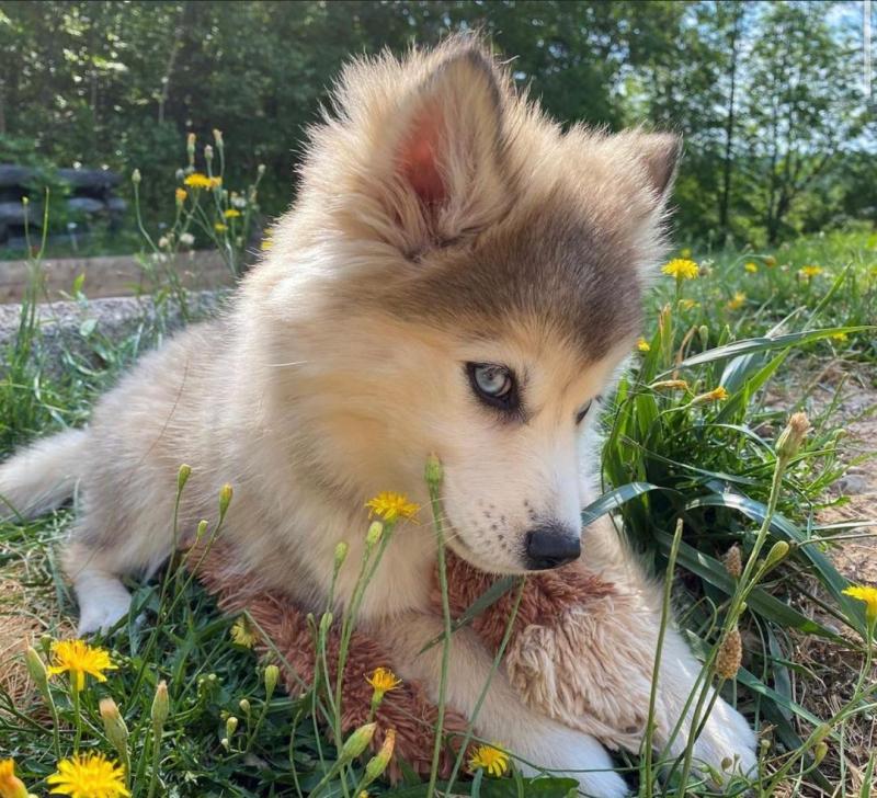Pomsky puppies available in good health condition for new homes Image eClassifieds4u