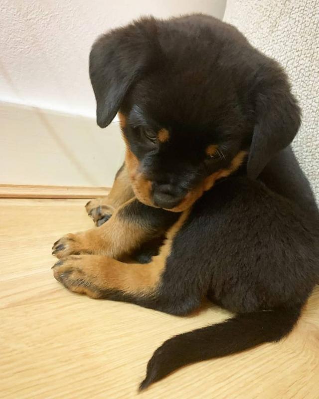 Rottweiler puppies, male and female for adoption Image eClassifieds4u