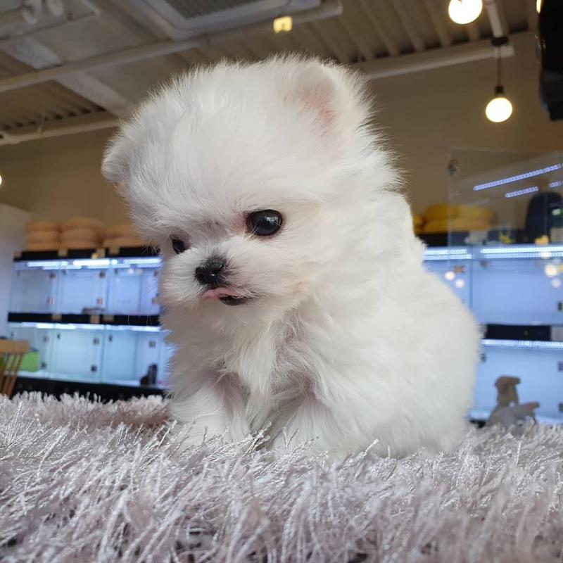 shih tzu puppies available in good health condition for new homes Image eClassifieds4u