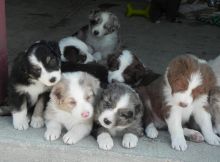 Charming Australian Shepherd puppies available