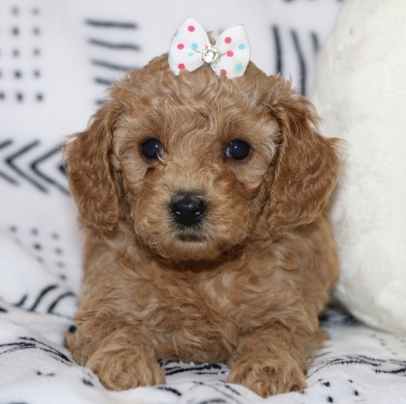 Adorable Poodle puppies, Image eClassifieds4u