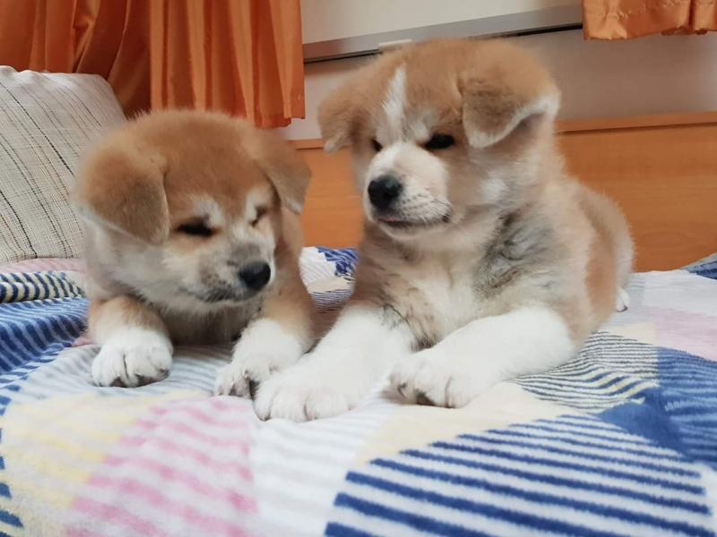 Akita Inu Puppies - Updated On All Shots Available For Rehoming Image eClassifieds4u
