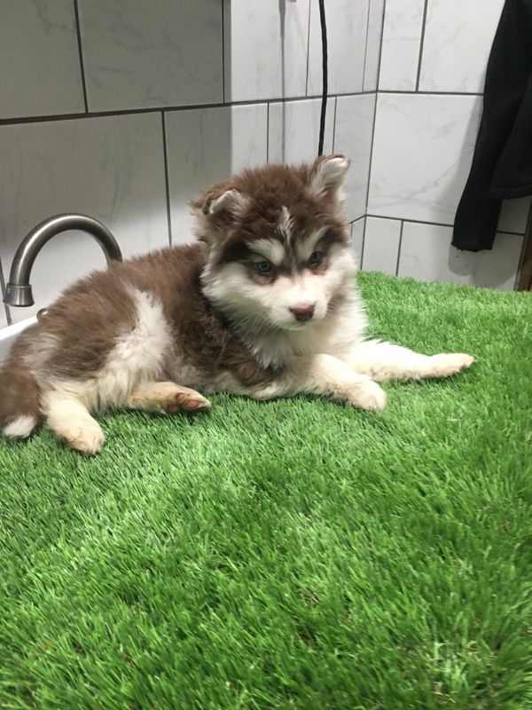 Alaskan Malamute Puppies - Updated On All Shots Available For Rehoming Image eClassifieds4u