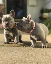π₯ππ₯ C.K.C MALE πΆ FEMALE πΆ FRENCH BULLDOG PUPPIES $650 π₯ππ₯ Image eClassifieds4U