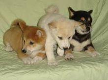 Cute Shiba Inu Puppies available Image eClassifieds4u 2