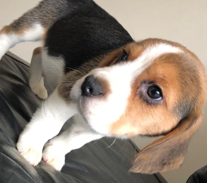 Beautiful Pedigree Beagle Puppy text us at (706) 607-8151 Image eClassifieds4u