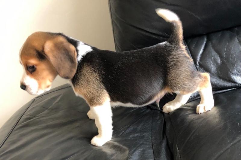 Beautiful Pedigree Beagle Puppy text us at (706) 607-8151 Image eClassifieds4u