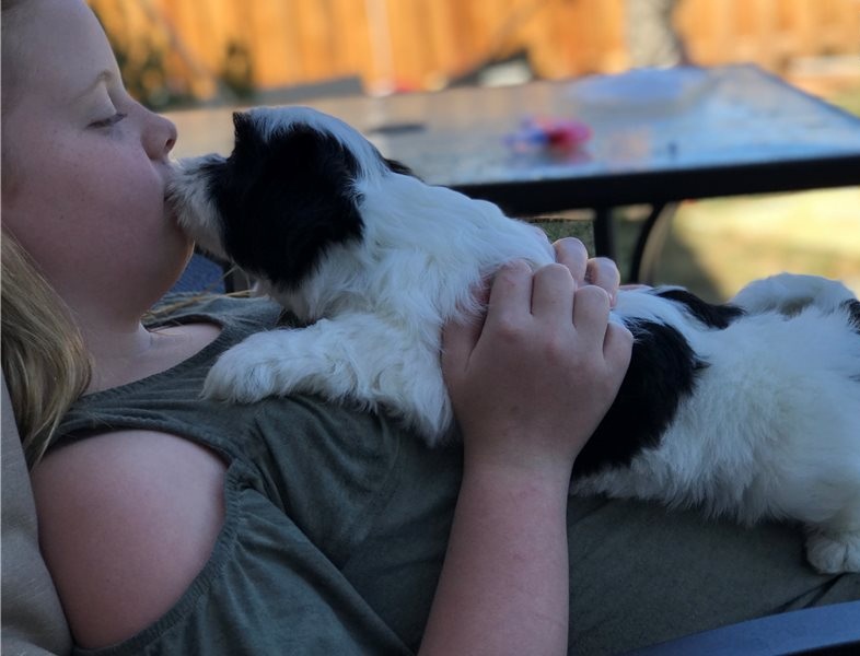 We have 12 weeks old, adorable Lhasa Apso puppies for adoption. Image eClassifieds4u