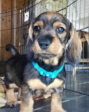 Absolutely adorable small loving and smart Dachshund puppies available for re homing